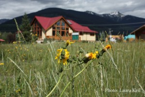 Invasive plants in the field beside the Valemount Visitor Info Centre.