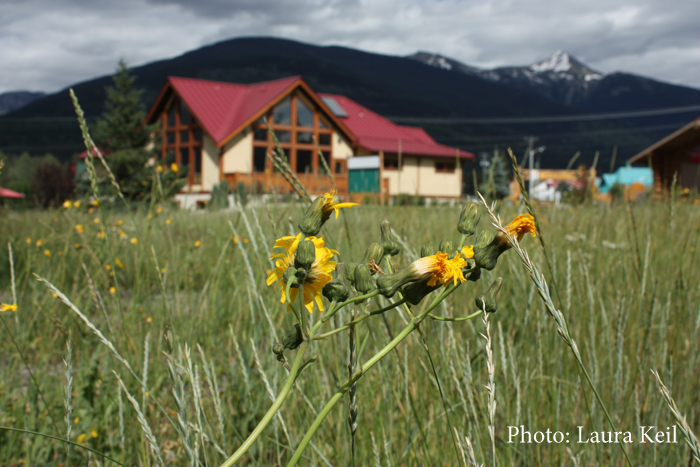 Invasive species control funding