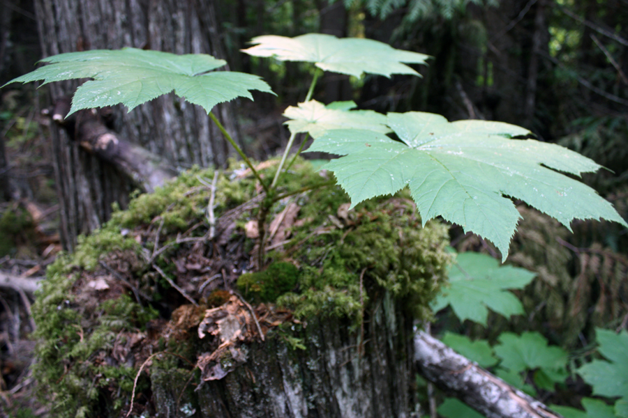 Community Forest takes the blame for “old-growth” logging