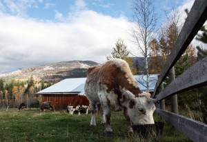 cow robson valley mcbride dunster valemount slaughter farm gate
