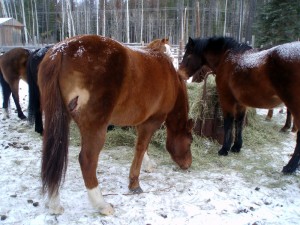 Burstrom Horses