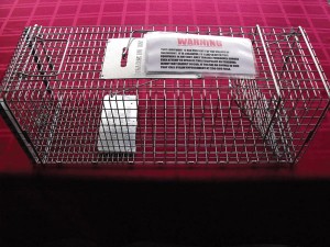 The Village has purchased two humane cat traps for use in town. (above)