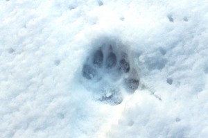 Cougar Track