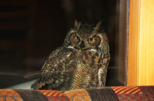 Copy of owl 1