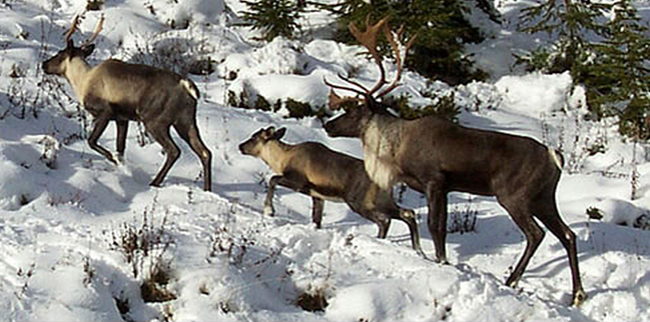 Cariboudotcaphoto caribou