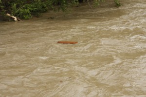 high water flooding swift creek valemount