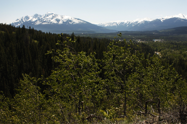 Hiking the Robson Valley- Cedar trees hundreds of years old?