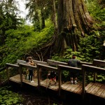 Ancient Forest boardwalk build in progress.