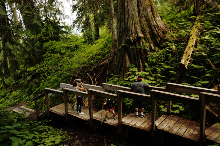 Ancient Forest boardwalk improves access to a Robson Valley wonder