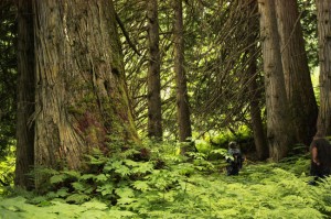 Ancient Forest BC Robson Valley