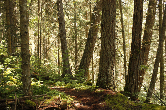 Swift Creek Trail