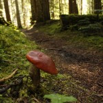 Mushrooms