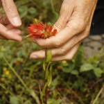 The Indian Paintbrush