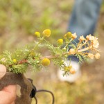 Pineapple weed.