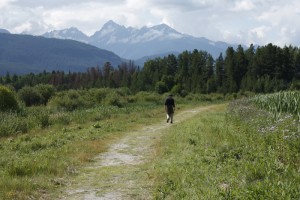 marsh trail