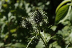 thistle