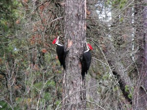 Woodpeckers in the Community Forest