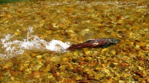 Salmon Spawning- Clair. Salmon Spawning- Clair.