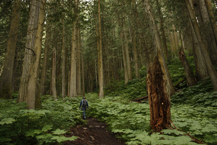 Ancient Forest: a “new” Canadian wonder