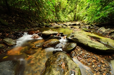 Community justice used for logging harm to salmon habitat