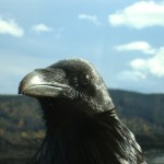 Eye of the Raven Chris D'Alessandro Dunster Valemount McBride column