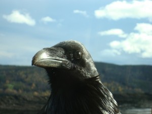 Eye of the Raven Chris D'Alessandro Dunster Valemount McBride column