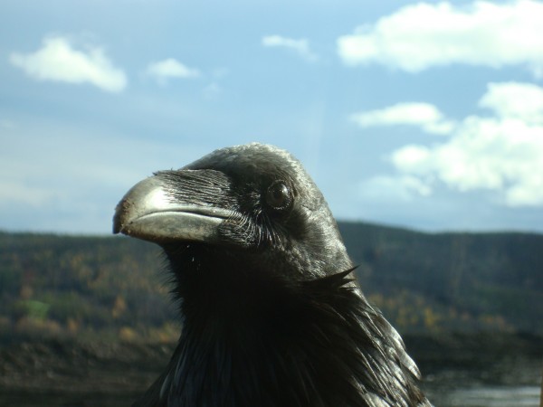 The raven as harbinger