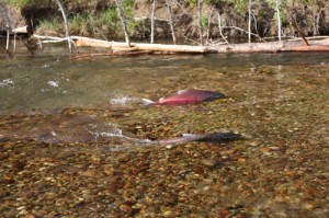 salmon hatchery swift creek valemount BC newspaper rocky mountain goat chinook