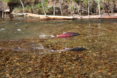 How are Robson Valley salmon counted?