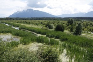 Valemount Cranberry marsh WMA wildlife sanctuary Starratt summer