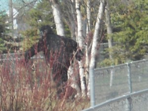 Bigfoot sighting in Valemount