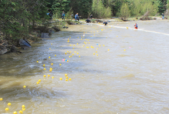 High water trips up annual Valemount duck race