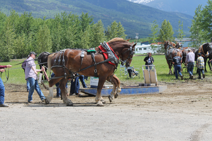 mcbride, robson valley, british columbia, pioneer days, parade