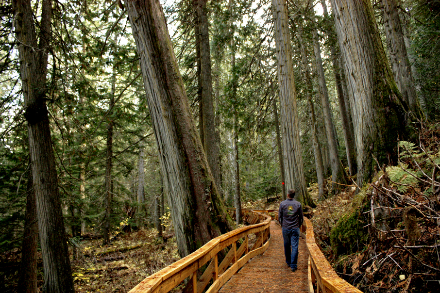 Special needs children inspire new boardwalk through BC Ancient Forest