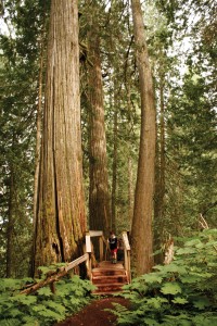 ancient forest interior rain forest robson valley valemount mcbride dome creek