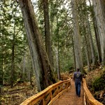 Ancient Forest, Dome Creek, universal boardwalk, Caledonia Ramblers hiking club