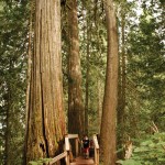 Ancient Forest, Dome Creek, universal boardwalk, Caledonia Ramblers hiking club