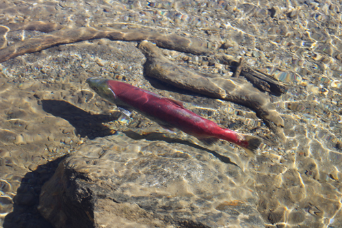 Salmon mystery in Swift Creek