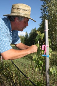 Kyle Morensten, McBride, McBride Winery, BC Ice Wine