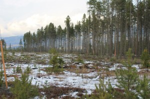 Valemount Community Forest Corporation, Valemount, Robson Valley, community wildfire protection plan, cedarside