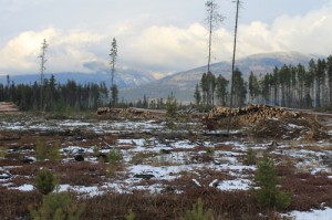 Valemount Community Forest Corporation, Valemount, Robson Valley, community wildfire protection plan, cedarside