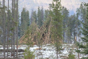 Valemount Community Forest Corporation, Valemount, Robson Valley, community wildfire protection plan, cedarside