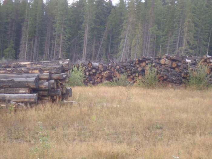 Robson Valley Timber Supply Area up for review