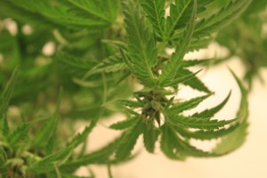 marijuana, pot, weed