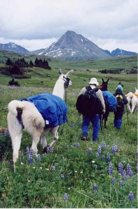 llama, hiking, valley, guide