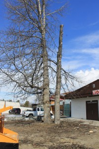 cottonwood tree lions club bob beeson donalda beeson