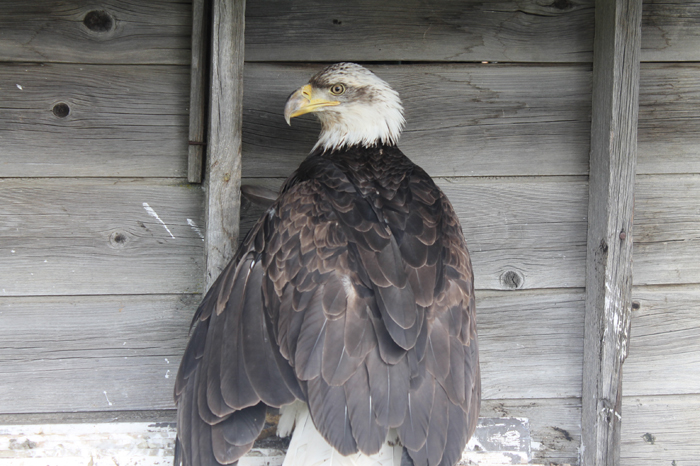 Hope rescued eagle will fly again