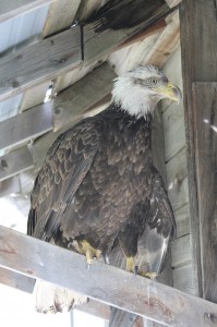 A young injured bald eagle found on the banks of the Fraser River, affectionally named Hedwig, rests in his  temporary home on the Froese Farm.