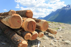 Boom logs for collecting debris on Kinbasket Reservoir