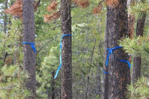 Dead pine hazard trees